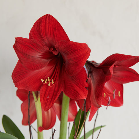 Amaryllis