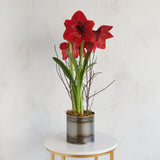 Amaryllis