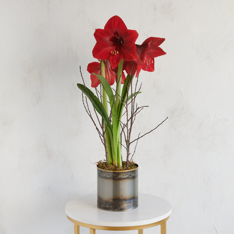 Amaryllis