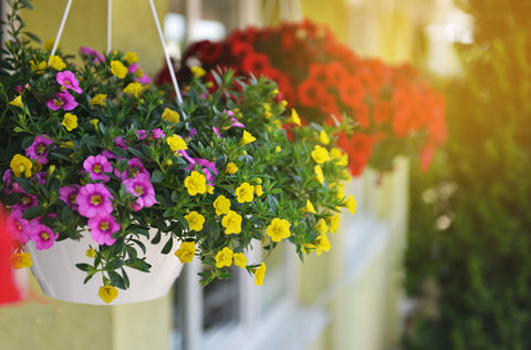 Hanging Basket Designer Choice