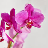 Orchid - Fuchsia