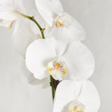 Orchid - White