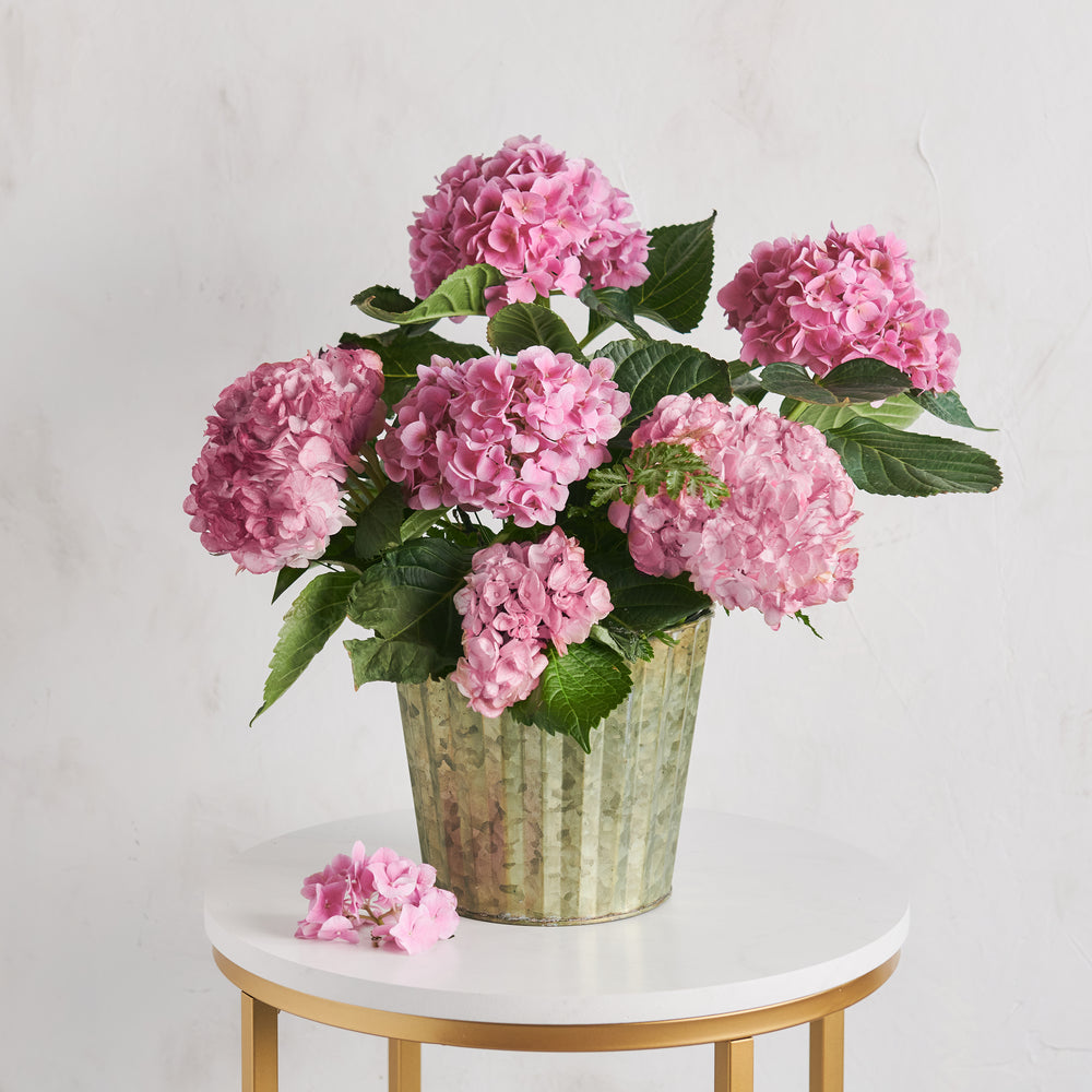 Hydrangea Plant