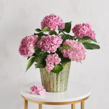 Hydrangea Plant