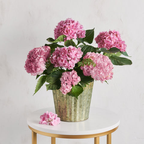 Hydrangea Plant