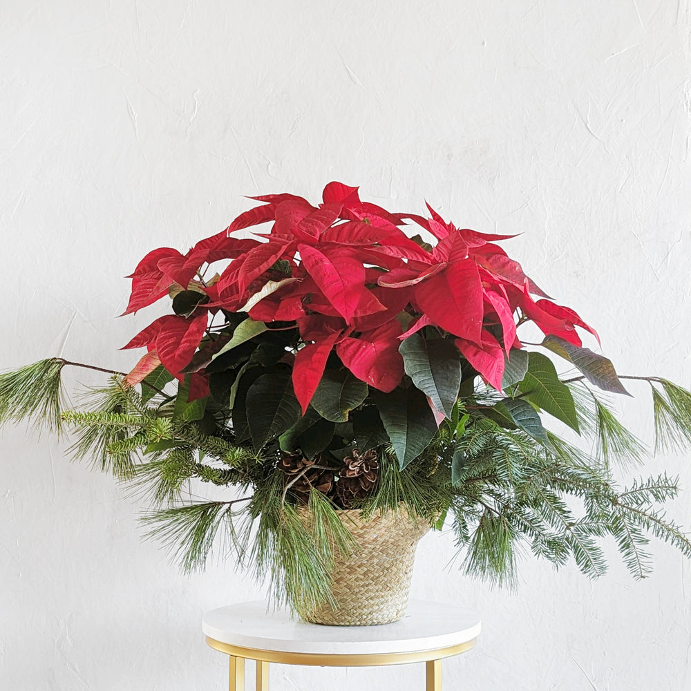 Poinsettia Plant