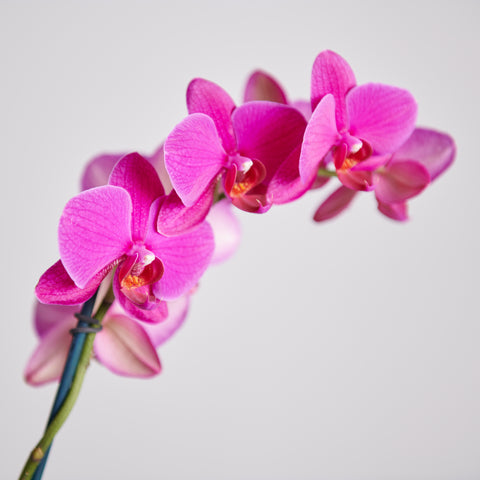 Orchid - Fuchsia