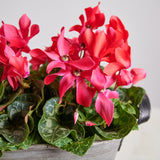 Red Cyclamen