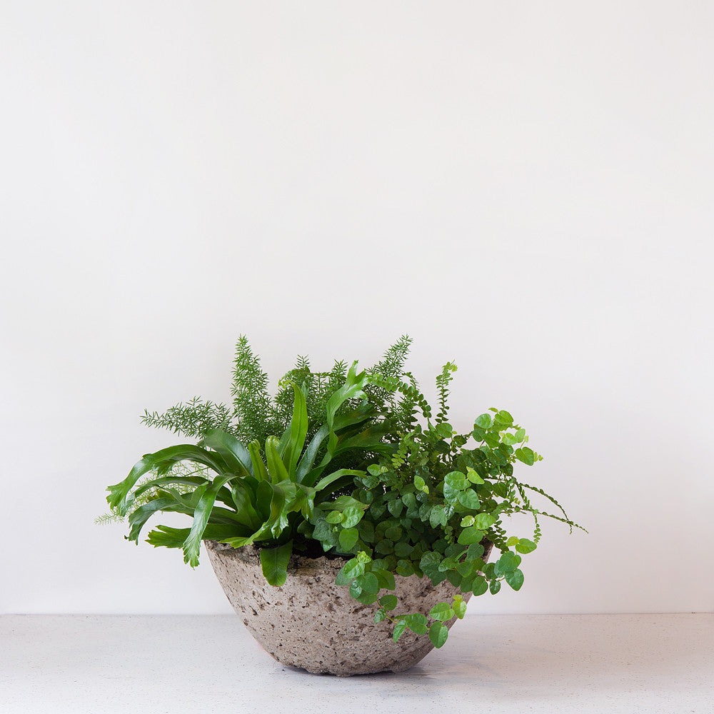 Fern Planter