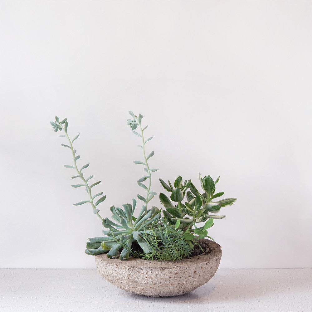 Succulent Planter