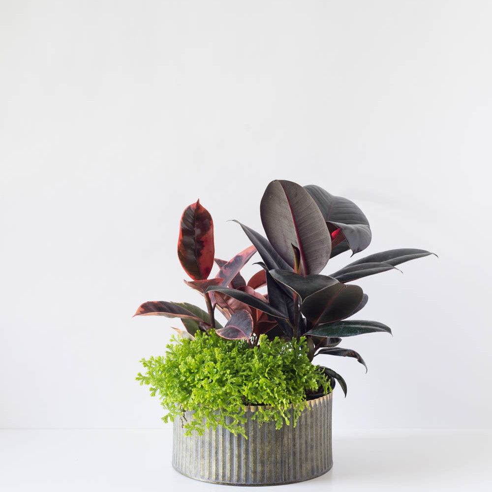 Large Round Assorted Fern Tin Planter