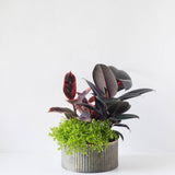 Large Round Assorted Fern Tin Planter