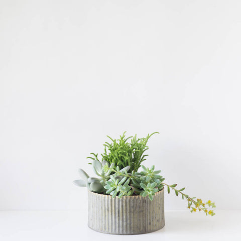 Large Round Assorted Succulent Tin Planter