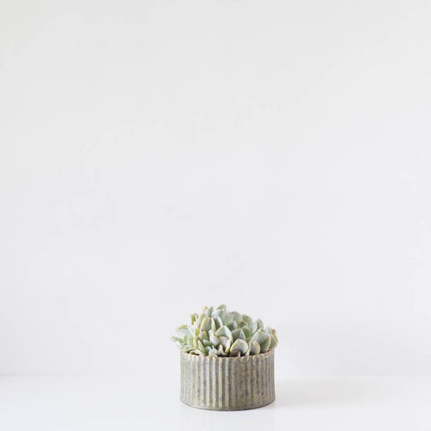 Single Round Succulent Tin Planter