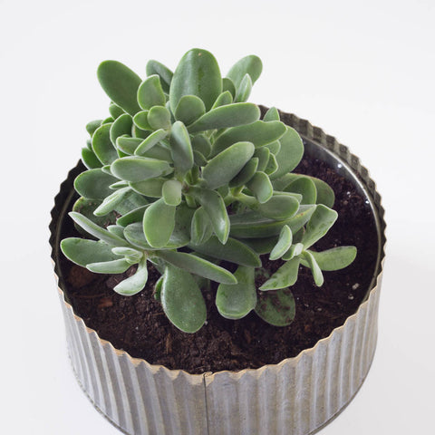 Medium Single Round Succulent Tin Planter