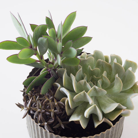 Medium Round Assorted Succulent Tin Planter