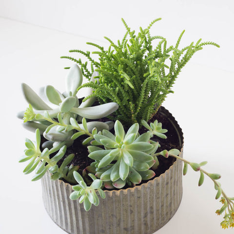 Large Round Assorted Succulent Tin Planter