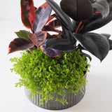 Large Round Assorted Fern Tin Planter