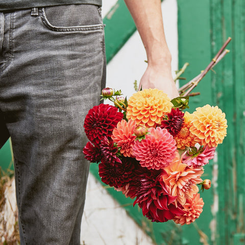 4 Week Dahlia Share - September 2024