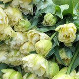 4 Week Tulip Share - April 2026