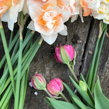 4 Week Tulip Share - April 2026