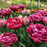 4 Week Tulip Share - April 2026