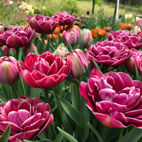 4 Week Tulip Share - April 2024