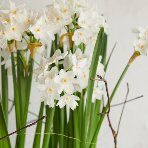 Paperwhite Plant (narcissus)