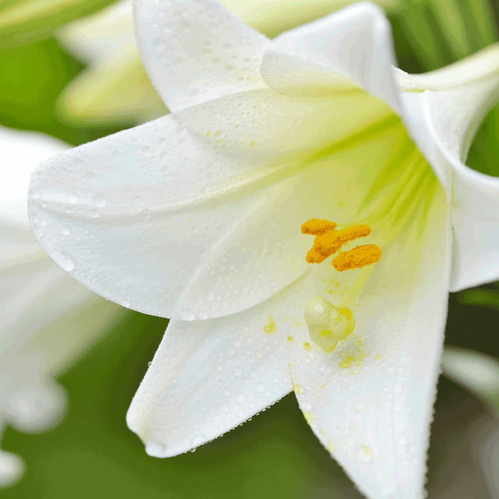 Easter Lily Plant