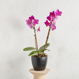 Orchid - Fuchsia