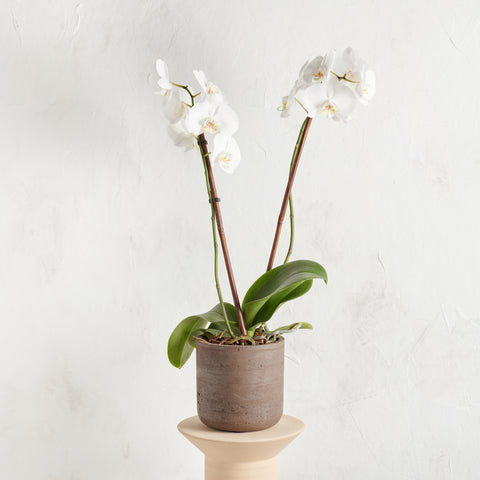 Orchid - White