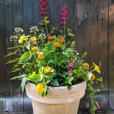 Spring Patio Planter - Designer Choice