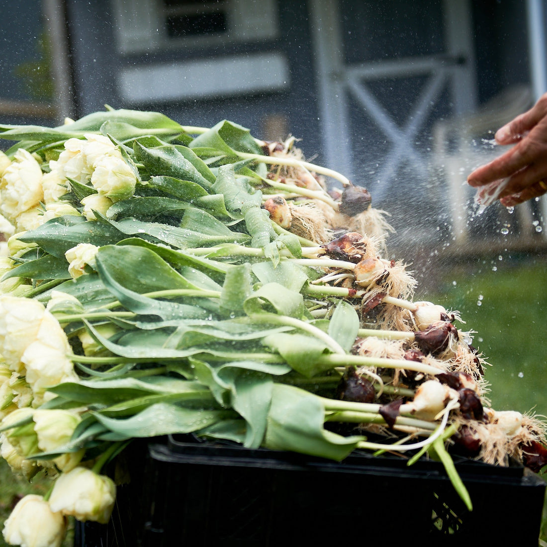 4 Week Tulip Share - April 2025