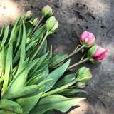 4 Week Tulip Share - April 2024