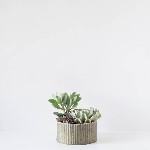 Medium Round Assorted Succulent Tin Planter