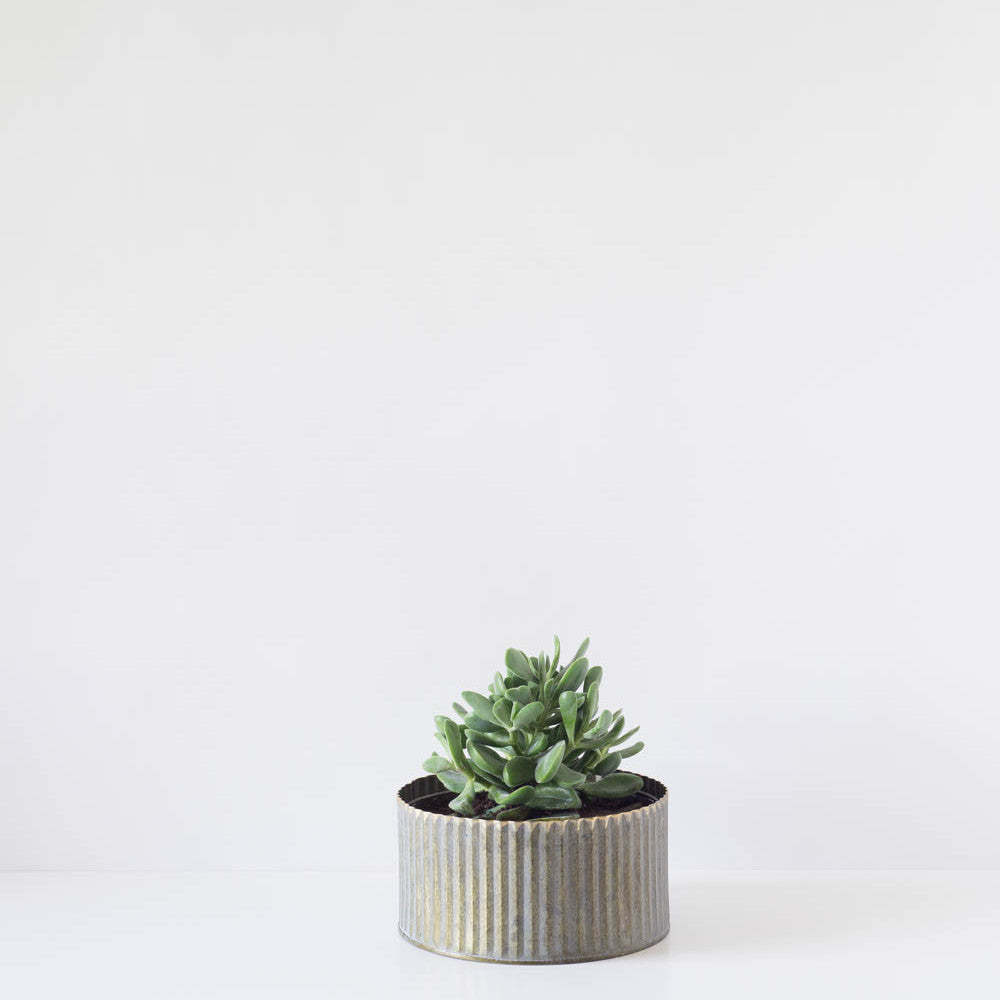 Medium Single Round Succulent Tin Planter