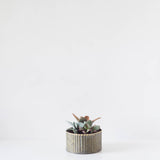 Mini Round Assorted Succulent Tin Planter