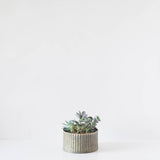 Mini Round Assorted Succulent Tin Planter