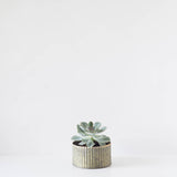 Single Round Succulent Tin Planter