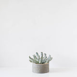 Single Round Succulent Tin Planter