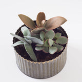 Mini Round Assorted Succulent Tin Planter