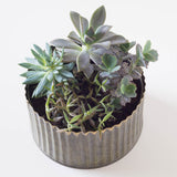 Mini Round Assorted Succulent Tin Planter