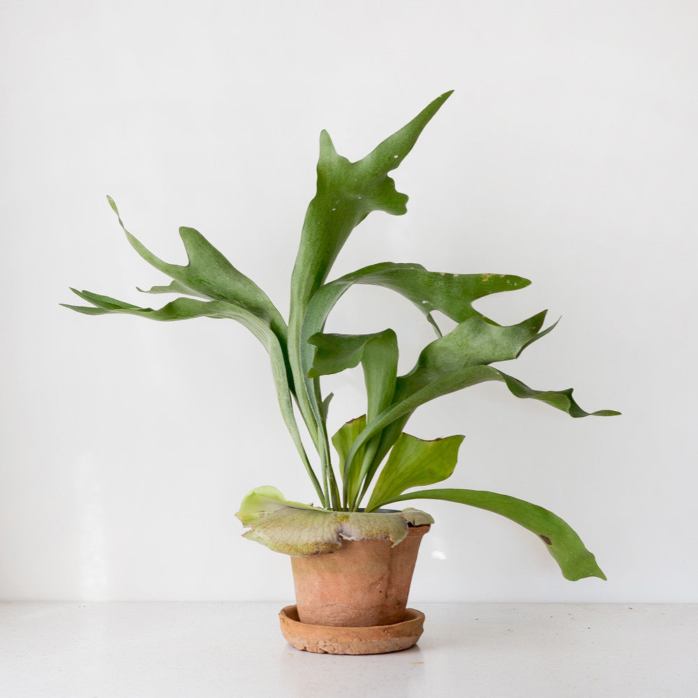 Staghorn Fern