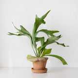 Staghorn Fern