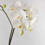 Double Orchid