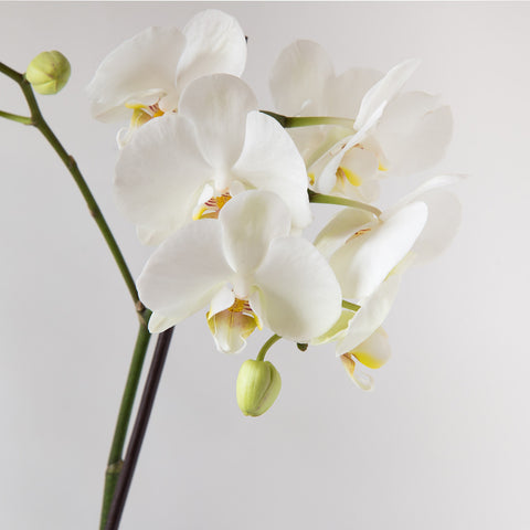 Double Orchid