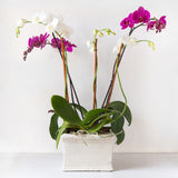 Double Orchid