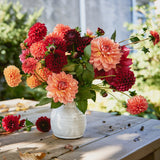 4 Week Dahlia Share - September 2023