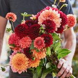 4 Week Dahlia Share - September 2023