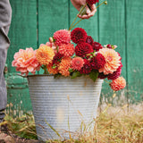 4 Week Dahlia Share - September 2023